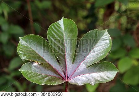 One Of These Leaves Has Five Lobes And Is Serrated Like The Teeth Of A Saw Cutting Trees.