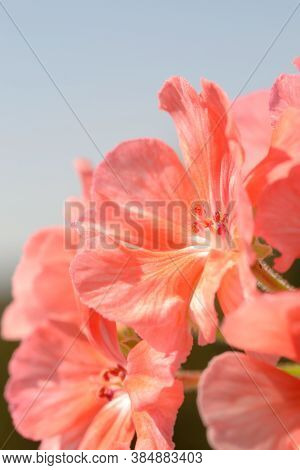 Home Flowers In The Sunlight Closeup. Shallow Depth Of Field