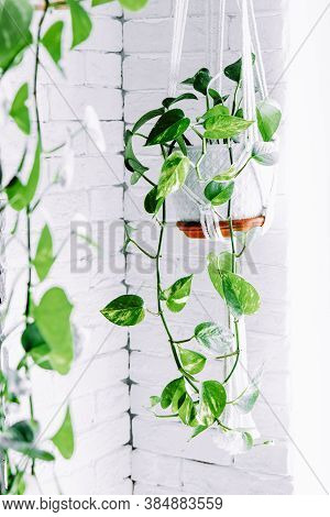 A Climbing Houseplant In A Wicker Planter. Scindapsus Is A Home Flower.