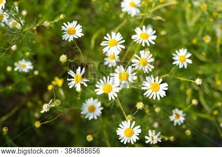 Summer Wildflowers Lit With Sunlight, Selective Focus. German Chamomile (matricaria Chamomilla).