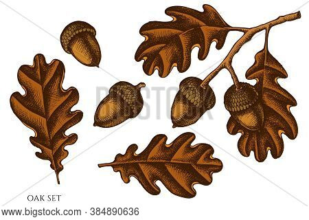 Vector Set Of Hand Drawn Colored Oak Stock Illustration