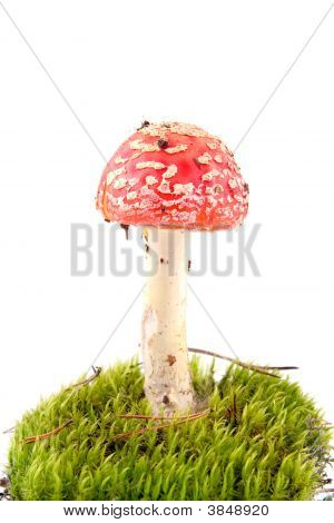흰 배경에 고립 된 버섯