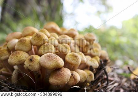 Honey Fungus (armillaria Mellea) Grow On The Ground In A Deciduous-coniferous Forest. A Group Of Edi