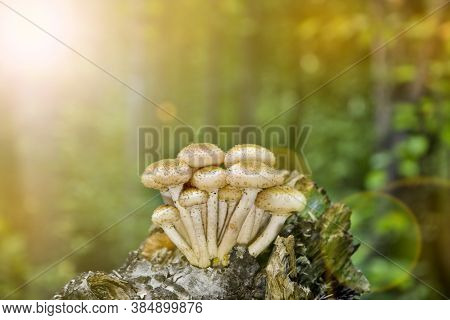 Honey Fungus (armillaria Mellea) Grow On An Old Birch Stump. A Group Of Edible Stump Mushroom. Macro