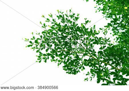Green Leaf And Branch Of Ivory Coast Almond Tree, Style And Shape Isolated On White Background.