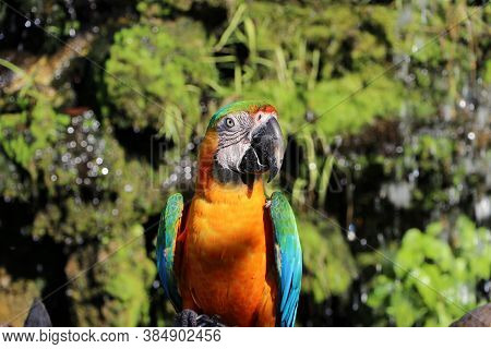 Macaw Bird Perched On The Dry Timber With Nature Background. It Is A Large Long-tailed Parrot With B