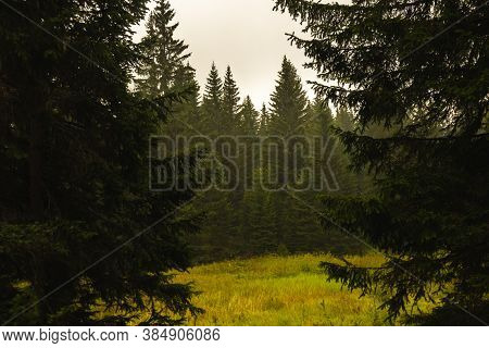 Pine Trees In The Forest After The Rain, Frame With Sky And Empty Space