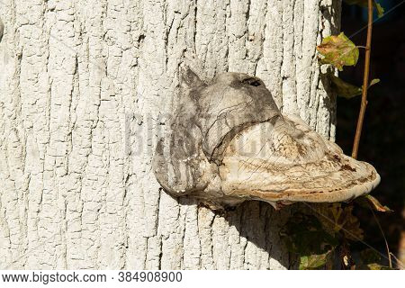 Very Large Chaga Mushroom On A Large Tree Of Lime. The Tree Is Treated With Whitewash.medical Mushro