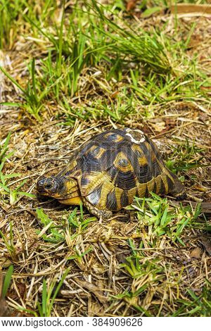 Turtle In The Grass In Cape Town.