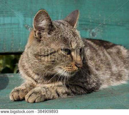 Cat-mother Looks Rapacious Look Away From Herself. Portrait Of Cat. Can Be Used To Decorate The Pack
