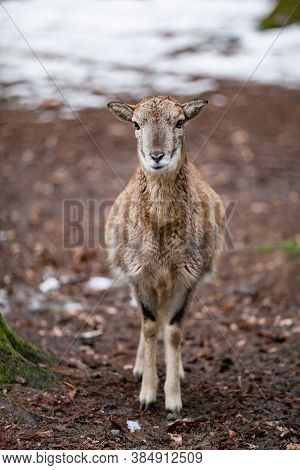 European Mouflon In The German Forest (bavaria)