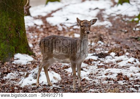 Portrait Of Female Deer In A Beautiful Forest (bavaria/germany)