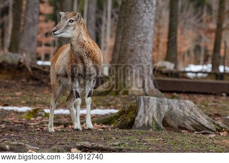 Group Of European Mouflons In The German Forest
