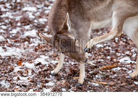 Portrait Of Female Deer In A Beautiful Forest (germany)