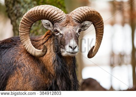 Mouflon Male (ovis Musimon) With Big Curvy Horns In The German Forest.