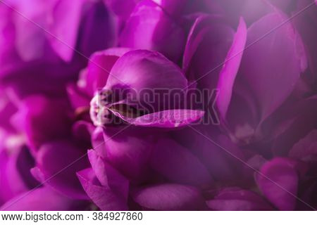 Beautiful Spring Bouquet Of Violets (viola Odorata) On Wooden Background. Wild Common Violet Flowers