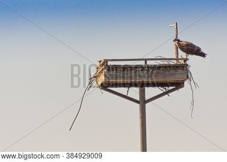 A Bird Of Prey, Red Kite, Sits On The Edge Of Its Nest, Specially Made By Bird Watchers