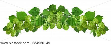 Hop Plant, Bunch Of Hops With Leaves And Hop Cones . Beer And Bread Production. Hop Cones . Agricult
