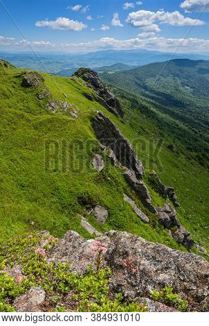 Pink Rose Sempervivum Arachnoideum Succulent Flowers On Summer Mountain Slope. Pikuj Mountain, Carpa