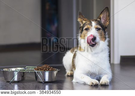 The Dog Sits Near A Bowl Of Food And Licks Its Tongue, Near A Bowl Of Dry Food At Home.