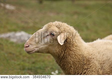 A Herd Of White Sheep Grazes On A Fenced Pasture