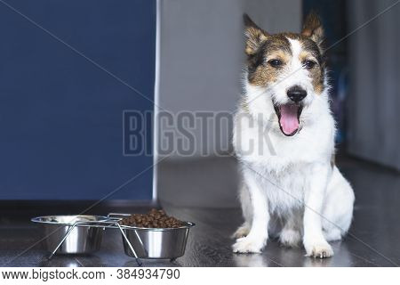 The Dog Sits Near A Bowl Of Food And Screams, At Home Near A Bowl Of Dry Food.