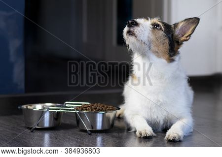 Portrait Of A Dog, The Dog Lies Near His Bowl Of Dry Food, Looks Up. Home Pet Eats At Home.