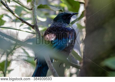 New Zealand Tui Singing In A Tree, Close Up