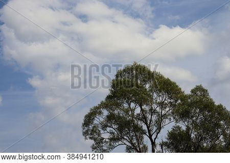 A Tree With Green Foliage On A Background Of Clouds. Summer Landscape. Background For A Working Tabl