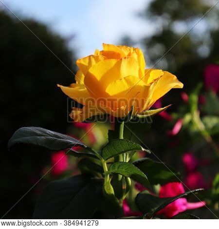 Beautiful Yellow Rose In A Flower Garden. Sunny Weather. Square Photo Format. High Quality Photo