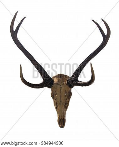 Beautiful Antler With Skull Isolated On White Background With Clipping Paths For Graphic Design. Pro