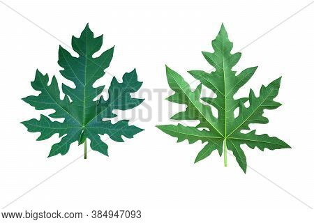 Papaya Leaves  Isolated On White Background With Clipping Path For Design
