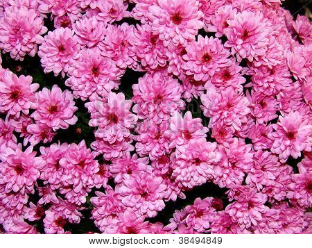 Ramos de flores