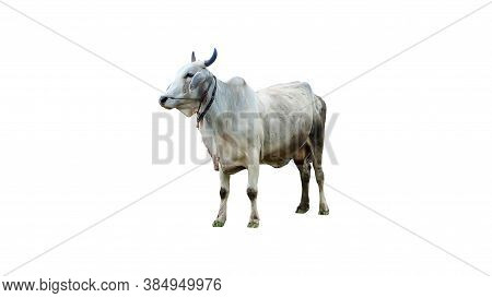 Cow Isolated On White Background With Clipping Path