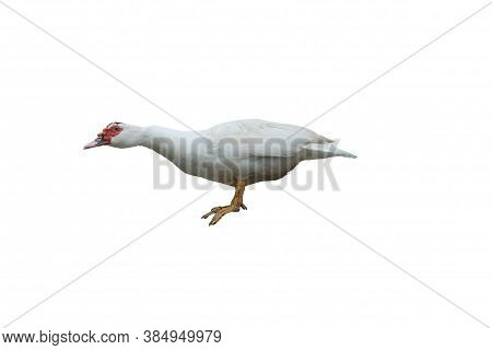 White Duck Isolated Standing On White Background And Clipping Path