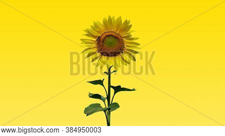 Sunflower On Yellow Background With Clipping Mask
