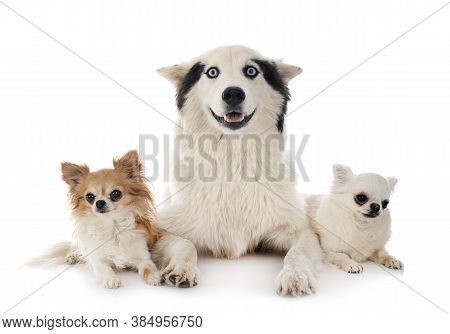 Yakutian Laika And Chihuahua In Front Of White Background