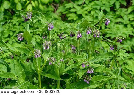 Small Blue Flowers Of Symphytum Officinale, Commonly Known As Quaker Comfrey, Cultivated Comfrey, Bo
