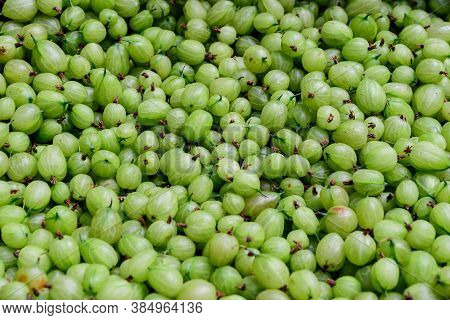 Large Group Of Green Gooseberries In Soft Focus, Latin Name Ribes Uva-crispa Or Ribes Grossularia