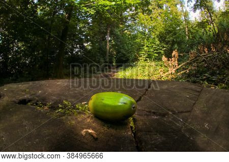 Acorn In Forrest Shot With A Fish Eye Lenses. Copy Space