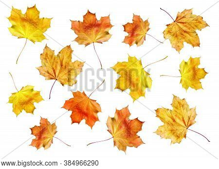 Maple Leaves Set On White Background, Autumn Texture