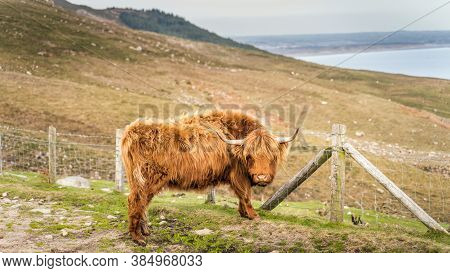 Beautiful, Long Furred Or Haired, Ginger Coloured Scottish Highland Cattle On The Hill Of Slieve Don