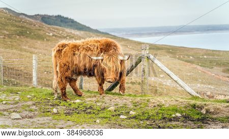 Beautiful, Long Furred Or Haired, Ginger Coloured Scottish Highland Cattle On The Hill Of Slieve Don