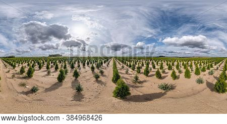 Full Seamless Spherical Hdri Panorama 360 Degrees Angle View On Plantation Of Young Conifers In Gree