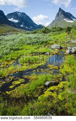 Swedish Lapland landscape. Fraggle green plants growing on small water stream with view of Nallo mountain in northern Sweden. Arctic environment of Scandinavia in summer day