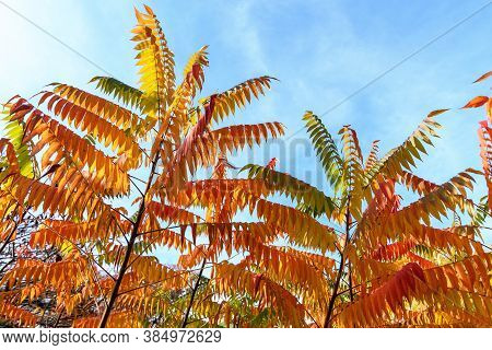 Colourful Yellow, Orange And Green Leaves Of Rhus Shrub, Commonly Known As Sumac, Sumach Or Sumaq, V