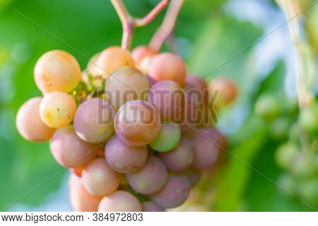 Large Pink And Green Grapes Close-up. Fresh Grapes Are Gathered In Clusters On A Grape Bush.