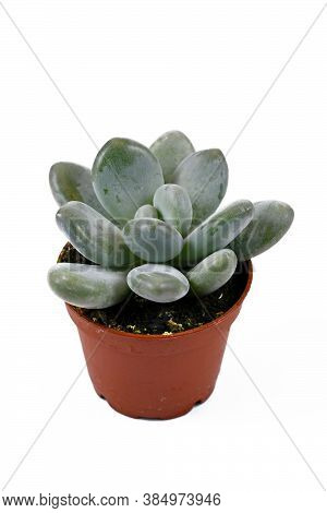 Small Succulent Plant Called 'pachyphytum Oviferum' In Flower Pot On White Background