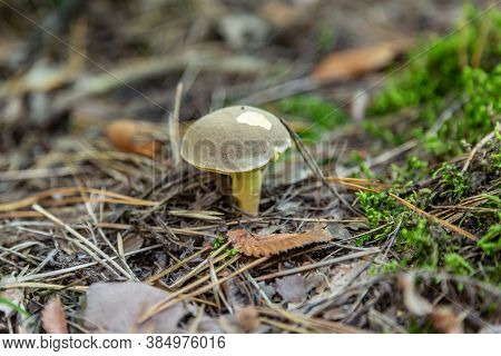 A Small Light Suillus Bovinus Jersey Cow Mushroom Bovine Bolete Close-up Grows In The Grass In Dry C