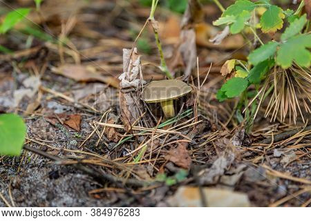 A Small Light Suillus Bovinus Jersey Cow Mushroom Bovine Bolete Close-up Grows In The Grass In Dry C